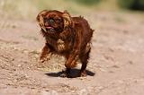 KING CHARLES SPANIEL 190